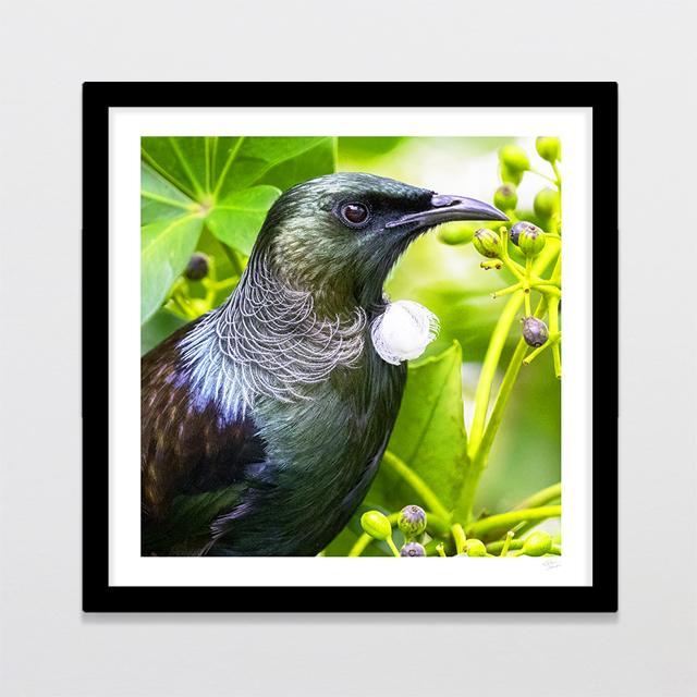 Majestic Tui Photo Print-Glenn Jones Art