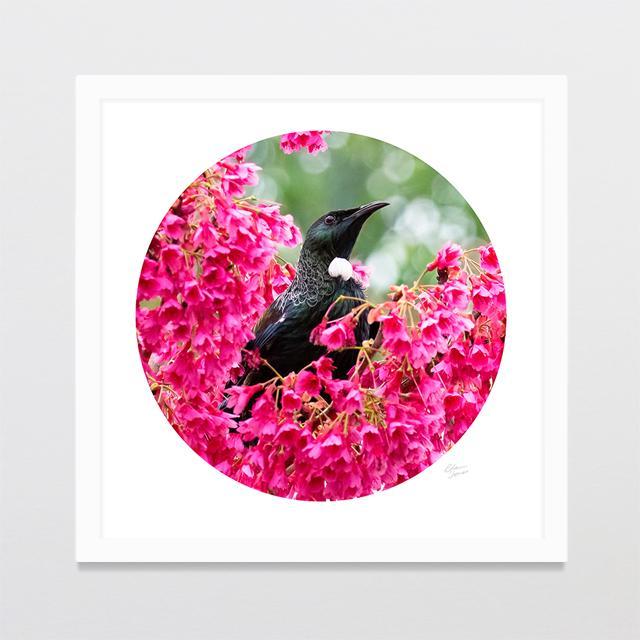 Pink Tui Photo Print-Glenn Jones Art