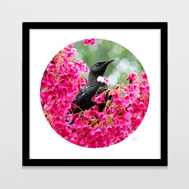 Pink Tui Photo Print-Glenn Jones Art