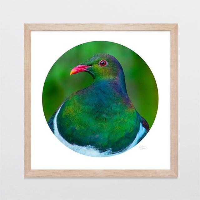 Glenn Jones Art Kereru Camouflage Photo Print Art Print A3 Square 297 x 297mm / Raw Oak Frame