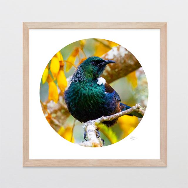 Glenn Jones Art King of The Kowhai Photo Print Art Print A3 Square 297 x 297mm / Raw Oak Frame