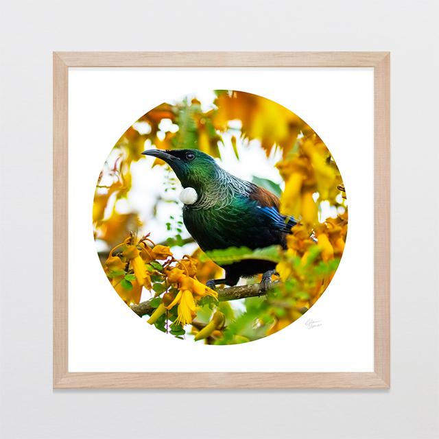 Glenn Jones Art Kowhai Tui Photo Print Art Print A3 Square 297 x 297mm / Raw Oak Frame