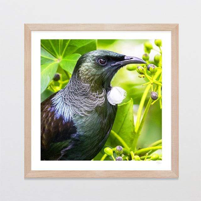 Glenn Jones Art Majestic Tui Photo Print Art Print A3 Square 297 x 297mm / Raw Oak Frame