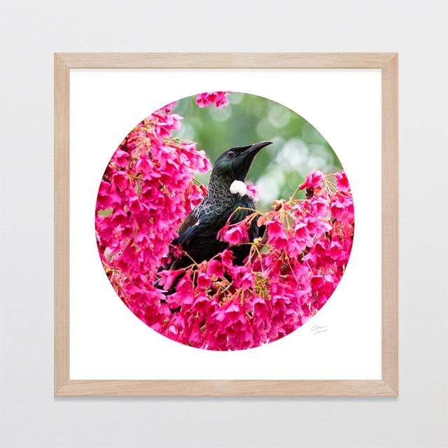Glenn Jones Art Pink Tui Photo Print Art Print A3 Square 297 x 297mm / Raw Oak Frame