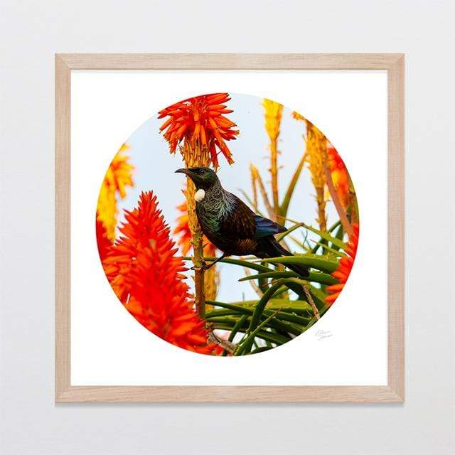 Glenn Jones Art Sunset Tui Photo Print Art Print A3 Square 297 x 297mm / Raw Oak Frame