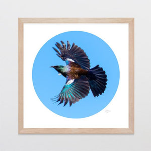 Glenn Jones Art Tui Wingspan Photo Print Art Print A3 Square 297 x 297mm / Raw Oak Frame