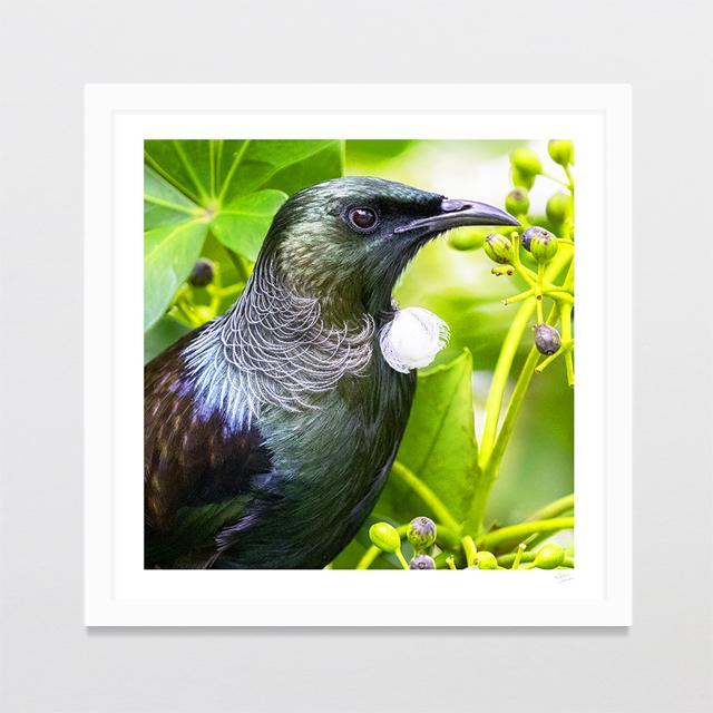 Majestic Tui Photo Print-Glenn Jones Art