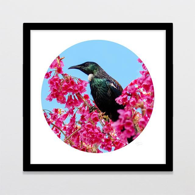 Blossom Tui Photo Print-Glenn Jones Art