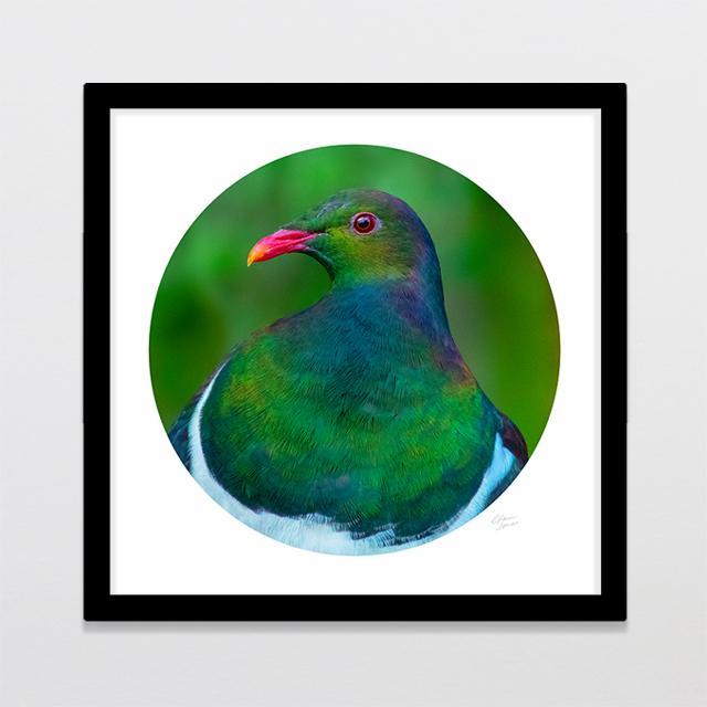 Kereru Camouflage Photo Print-Glenn Jones Art