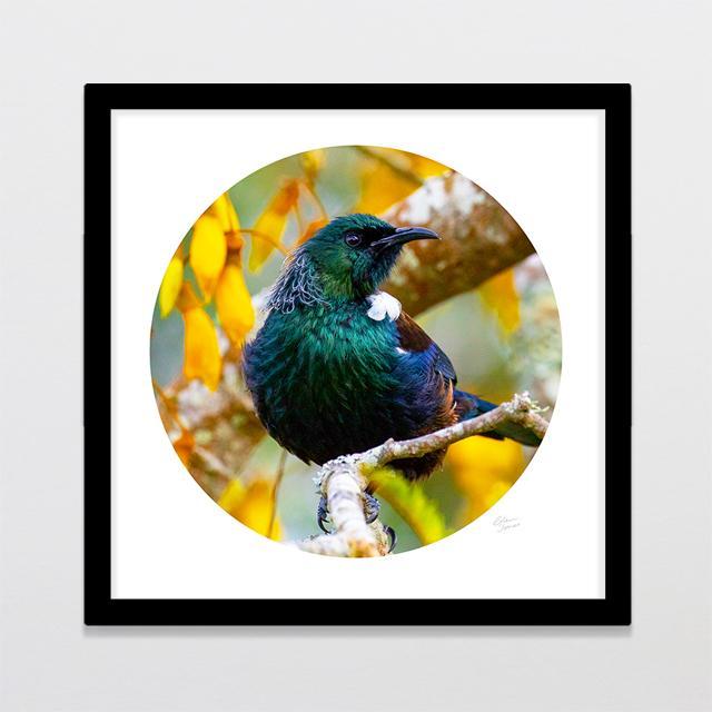 King of The Kowhai Photo Print-Glenn Jones Art