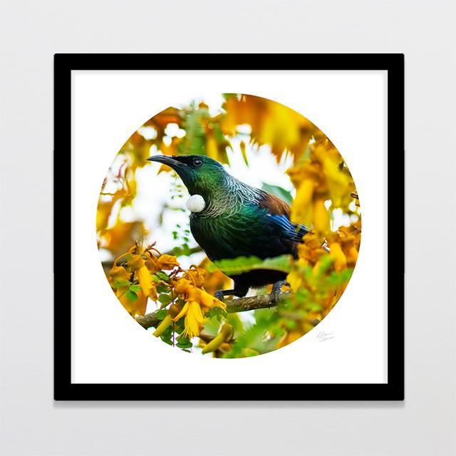 Kowhai Tui Photo Print-Glenn Jones Art