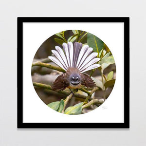 Piwakawaka Pose Photo Print-Glenn Jones Art