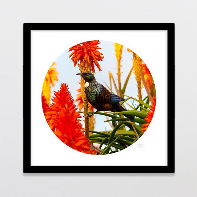 Sunset Tui Photo Print-Glenn Jones Art