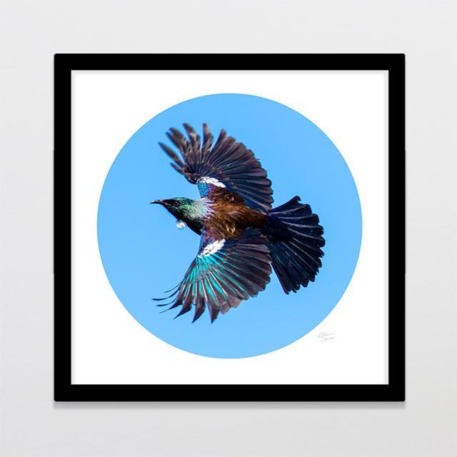 Tui Wingspan Photo Print-Glenn Jones Art