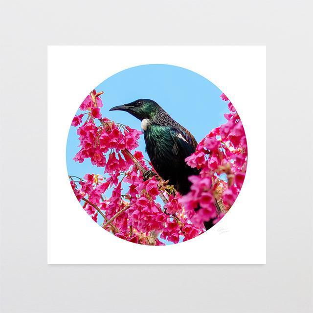 Blossom Tui Photo Print-Glenn Jones Art