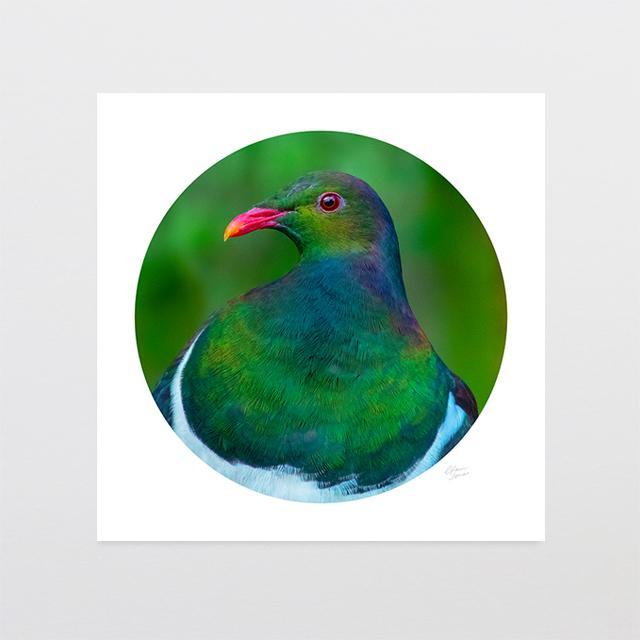 Kereru Camouflage Photo Print-Glenn Jones Art