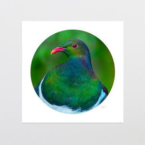 Kereru Camouflage Photo Print-Glenn Jones Art