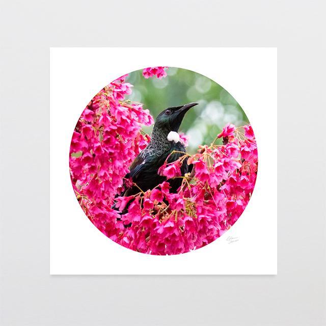 Pink Tui Photo Print-Glenn Jones Art