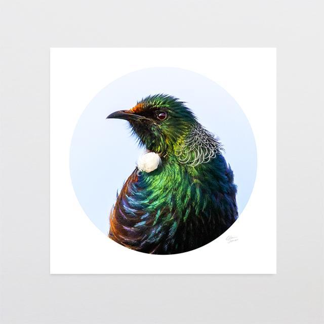 値下げ！ニュージーランド人気アーティストの鳥Tuiのキャンバス写真 Tui Art Print Collection by NZ Artist Glenn Jones Page 2