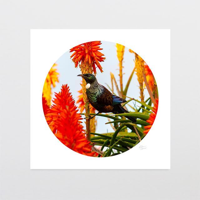 Sunset Tui Photo Print-Glenn Jones Art