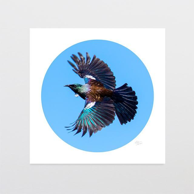 Tui Wingspan Photo Print-Glenn Jones Art