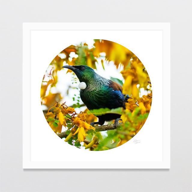 Kowhai Tui Photo Print-Glenn Jones Art