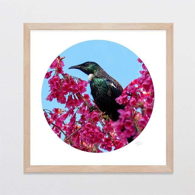 Glenn Jones Art Blossom Tui Photo Print Art Print